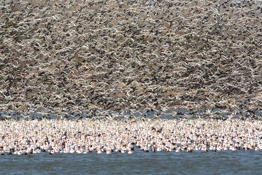 4. geese (reduced).jpg